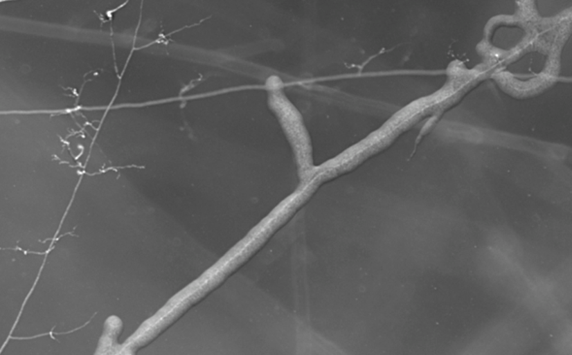 Filament mycélien de champignon mycorhizien à arbuscules connectant une racine