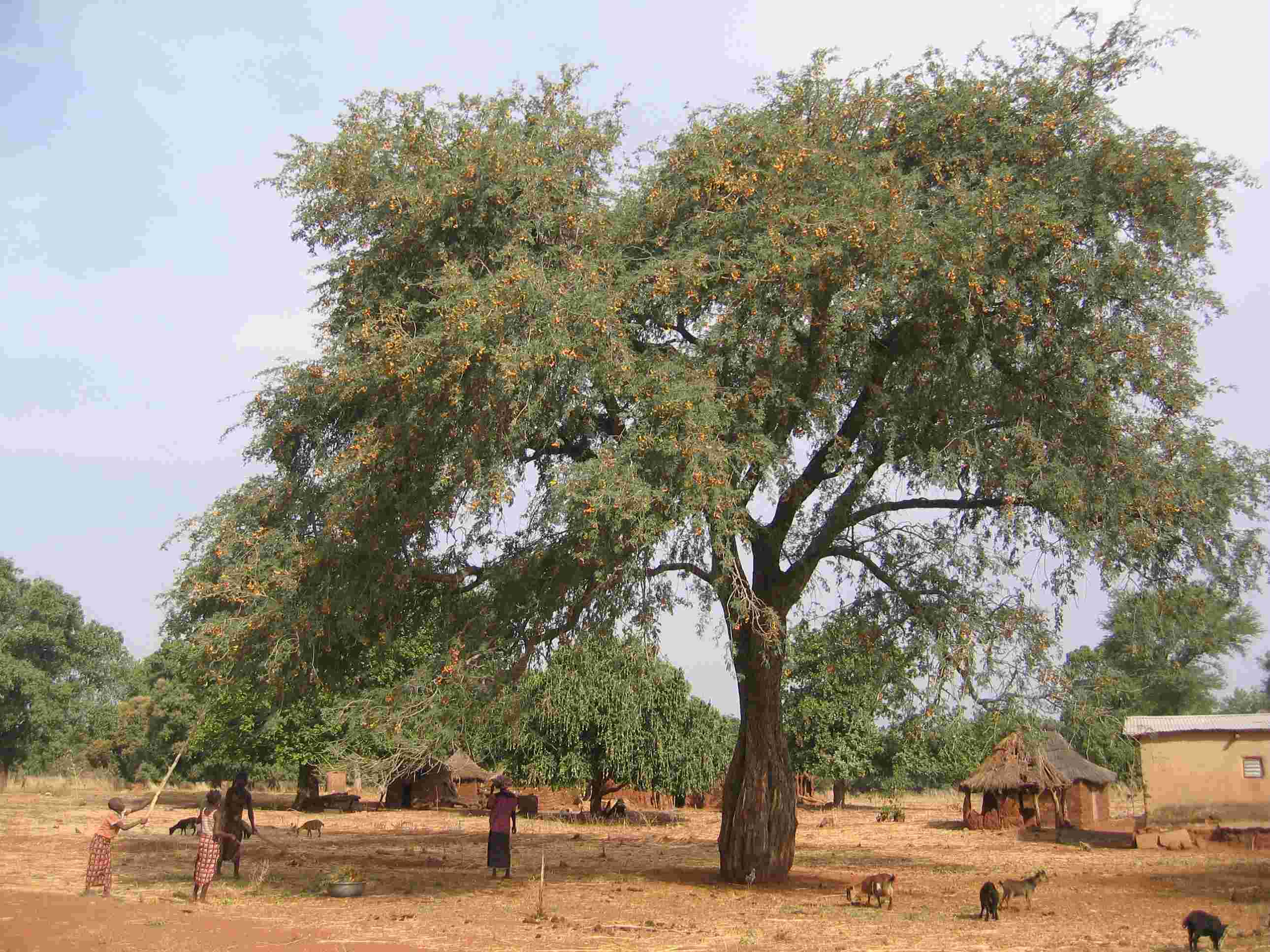 acacia dans parc agroforestier au Sénégal