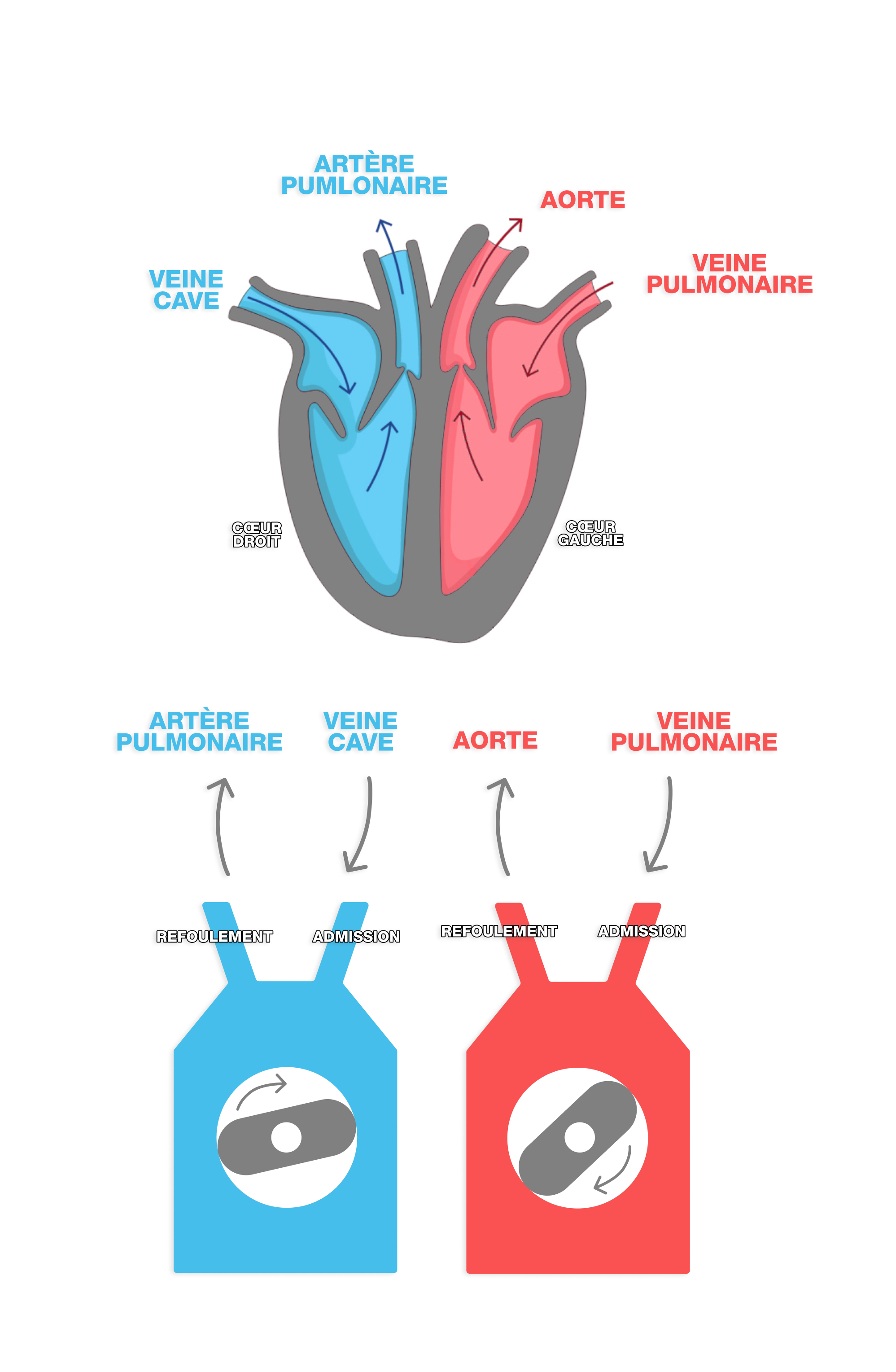 Le cœur CORA : un système imitant un cœur biologique.
