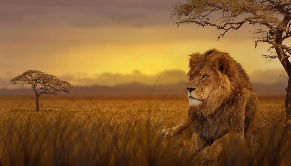 Lion dans la savane