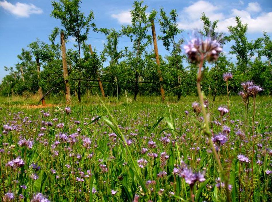 Implantation de Phacelies autour d'un verger de pommiers dans la Drôme : lutte biologique par conservation