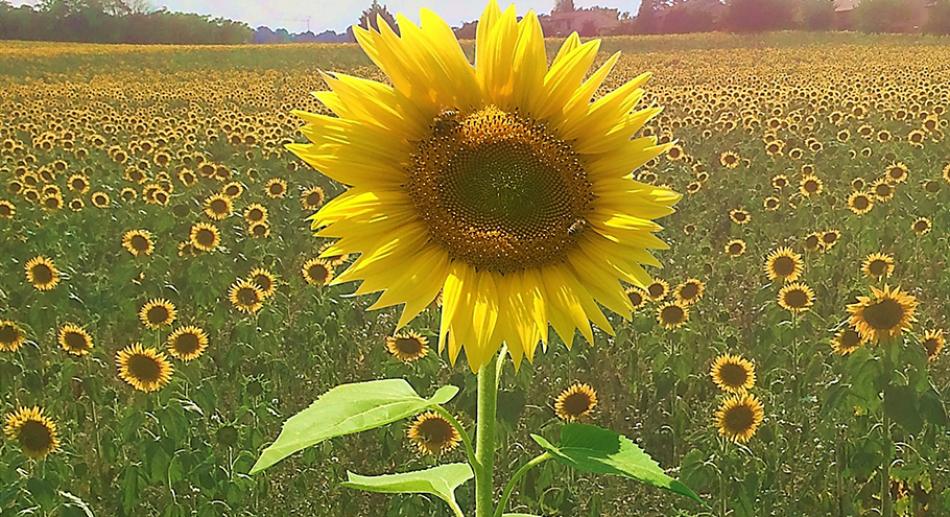 Tournesol _ agroecologie