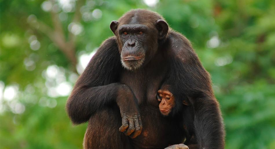 Un singe qui met le doigt là ou ça fait mal ! 