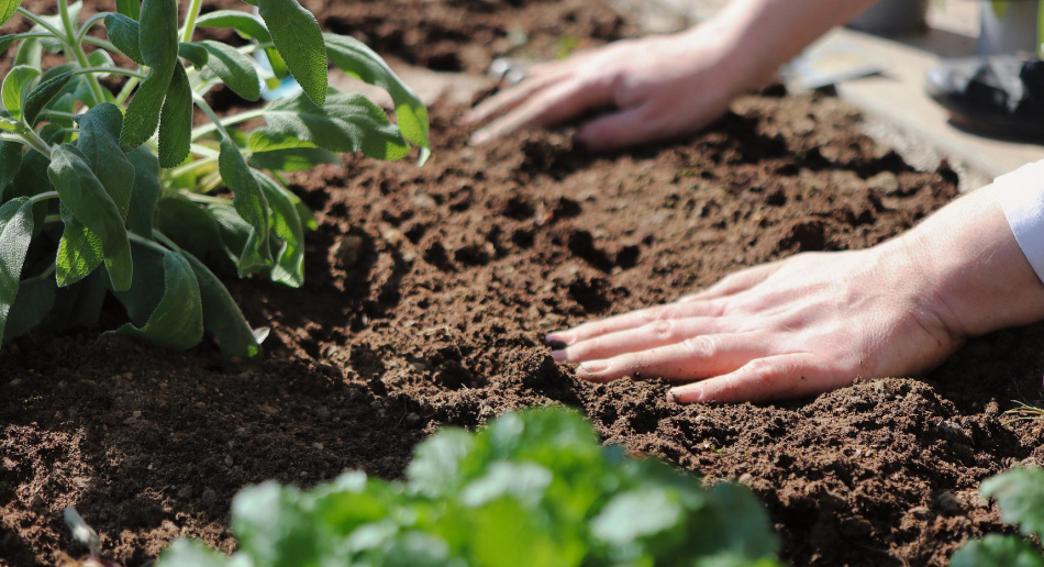 mains posées sur un sol cultivé, une terre cultivée avec salades